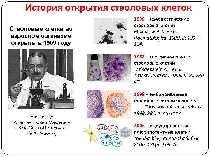 История открытия стволовых клеток 1909 – гемопоэтические стволовые клетки Maximow A. A. Folia Haematologica.