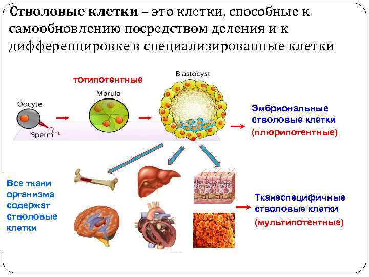 Стволовые клетки – это клетки, способные к самообновлению посредством деления и к дифференцировке в