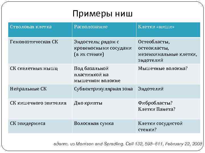 Примеры ниш Стволовая клетка Расположение Клетки «ниши» Гемопоэтическая СК Эндостель; рядом с кровеносными сосудами