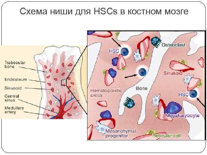 Схема ниши для HSCs в костном мозге 