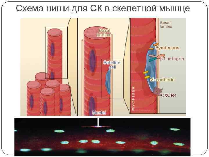 Схема ниши для СК в скелетной мышце 