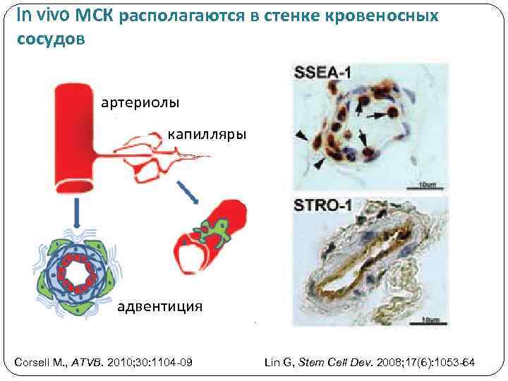 In vivo МСК располагаются в стенке кровеносных сосудов артериолы капилляры адвентиция Corseli M. ,