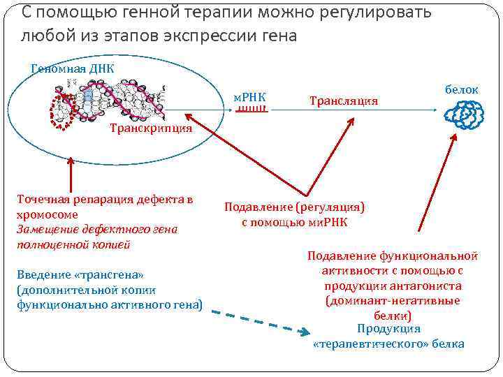 Карта клеточная терапия