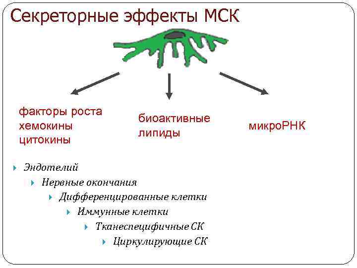 Секреторные эффекты МСК факторы роста хемокины цитокины биоактивные липиды Эндотелий Нервные окончания Дифференцированные клетки