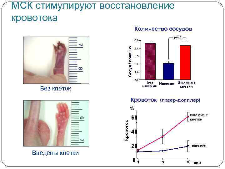 МСК стимулируют восстановление кровотока Количество сосудов p<0. 01 Сосуд / волокно 2. 5 2.