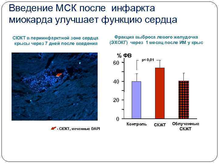 Введение МСК после инфаркта миокарда улучшает функцию сердца СКЖТ в периинфарктной зоне сердца крысы