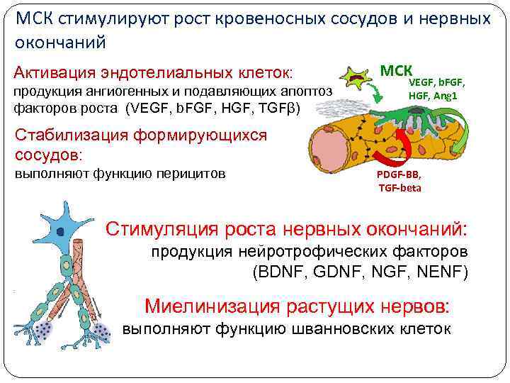 МСК стимулируют рост кровеносных сосудов и нервных окончаний Активация эндотелиальных клеток: продукция ангиогенных и