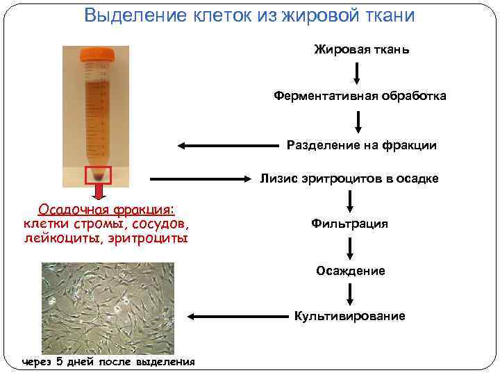 Выделение клеток из жировой ткани Жировая ткань Ферментативная обработка Разделение на фракции Лизис эритроцитов