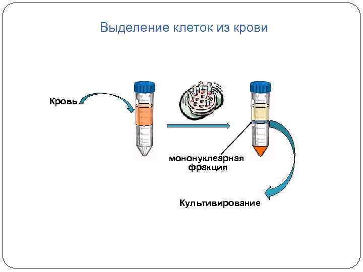 Выделение клетки