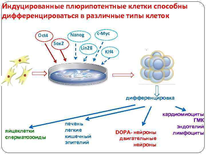 Дифференциация клеток. Индуцированные плюрипотентные клетки. Генетический механизм дифференцировки клеток. Генетические и клеточные механизмы клеточной дифференцировки.