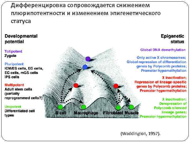 Дифференцировка сопровождается снижением плюрипотентности и изменением эпигенетического статуса (Waddington, 1957). 