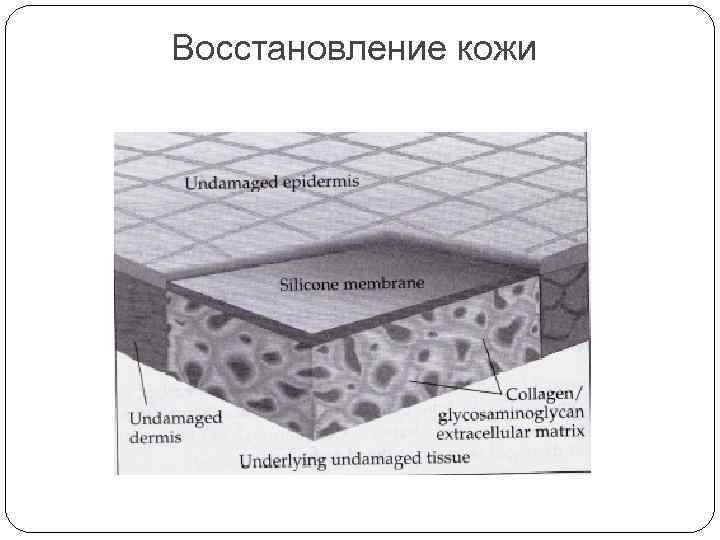 Восстановление кожи 