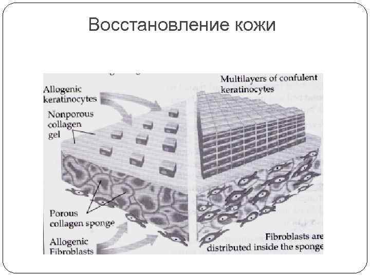 Восстановление кожи 