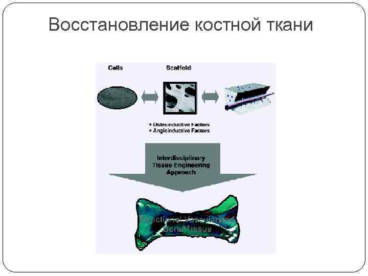 Восстановление костной ткани 