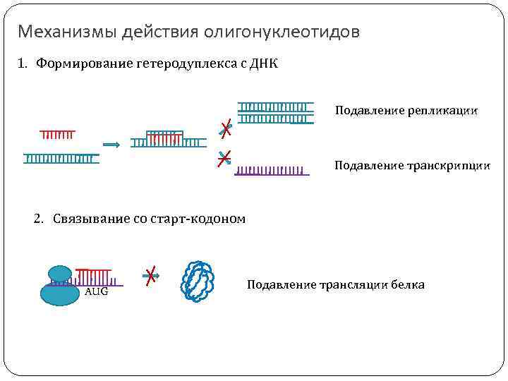 Механизмы действия олигонуклеотидов 1. Формирование гетеродуплекса с ДНК Подавление репликации Подавление транскрипции 2. Связывание