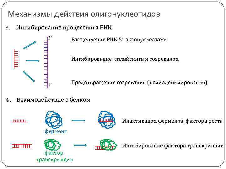 Механизмы действия олигонуклеотидов 3. Ингибирование процессинга РНК 5` Расщепление РНК 5`-экзонуклеазами Ингибирование сплайсинга и