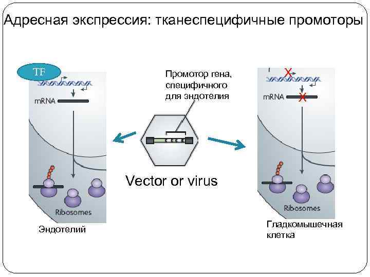 Адресная экспрессия: тканеспецифичные промоторы TF Промотор гена, специфичного для эндотелия Х Х Vector or