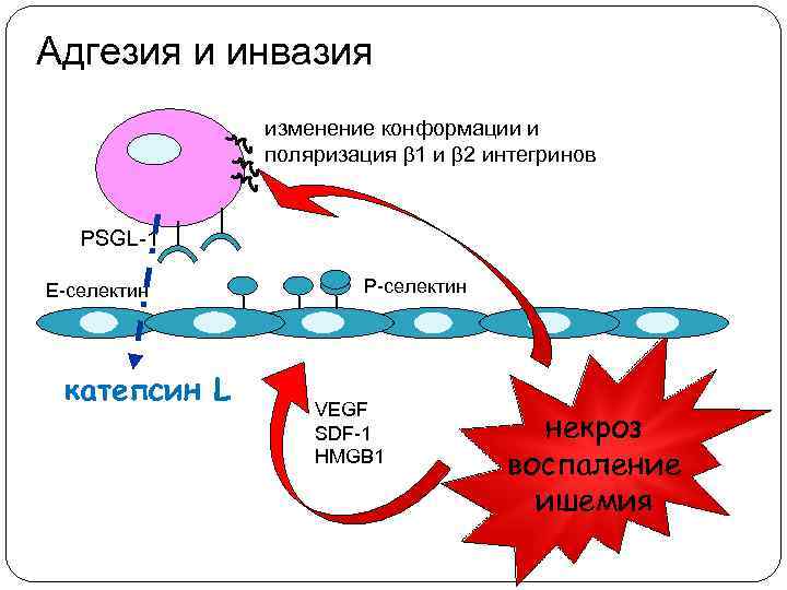 Адгезия и инвазия изменение конформации и поляризация 1 и 2 интегринов PSGL-1 Е-селектин катепсин