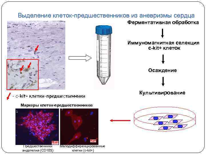 Клетка выделяет