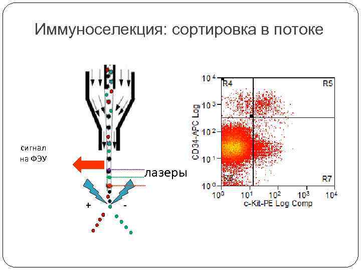 Иммуноселекция: сортировка в потоке сигнал на ФЭУ лазеры + - 