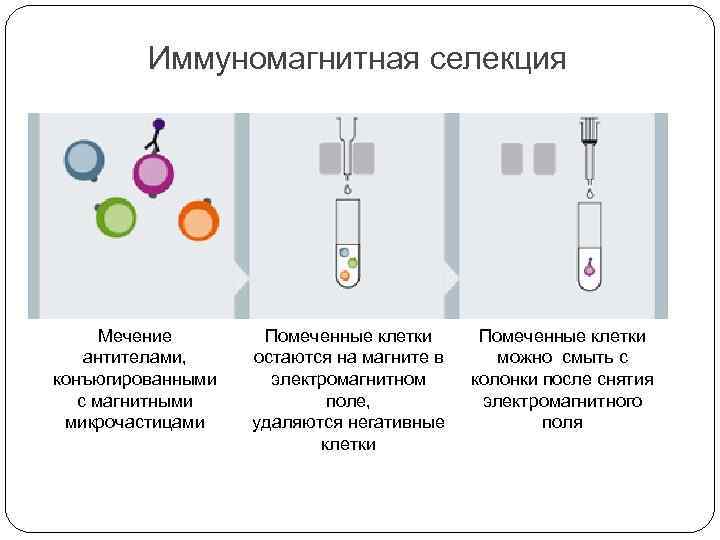 Иммуномагнитная селекция Мечение антителами, конъюгированными с магнитными микрочастицами Помеченные клетки остаются на магните в