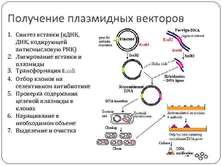 Встраивание гена инсулина в плазмиду