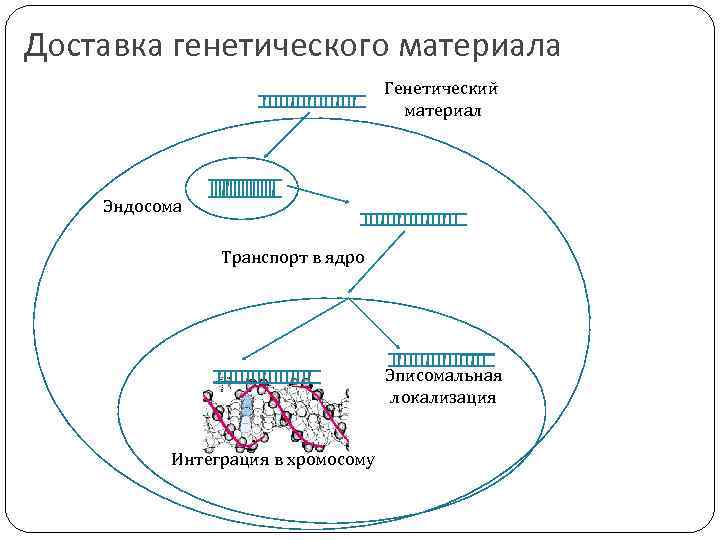 Доставка генетического материала Генетический материал Эндосома Транспорт в ядро Эписомальная локализация Интеграция в хромосому