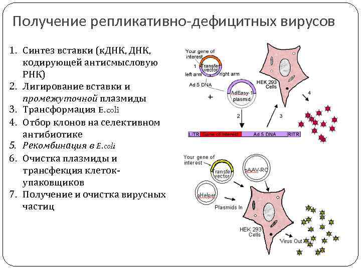 Получение репликативно-дефицитных вирусов 1. Синтез вставки (к. ДНК, кодирующей антисмысловую РНК) 2. Лигирование вставки