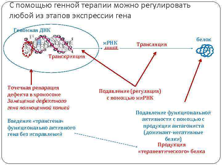 Генная терапия презентация