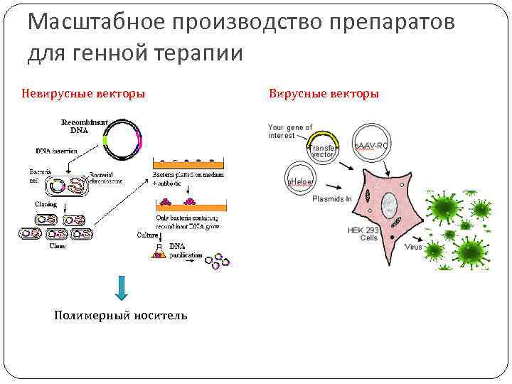 Масштабное производство препаратов для генной терапии Невирусные векторы Полимерный носитель Вирусные векторы 