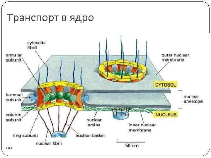 Транспорт в ядро 