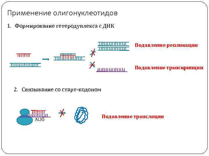 Применение олигонуклеотидов 1. Формирование гетеродуплекса с ДНК Подавление репликации Подавление транскрипции 2. Связывание со