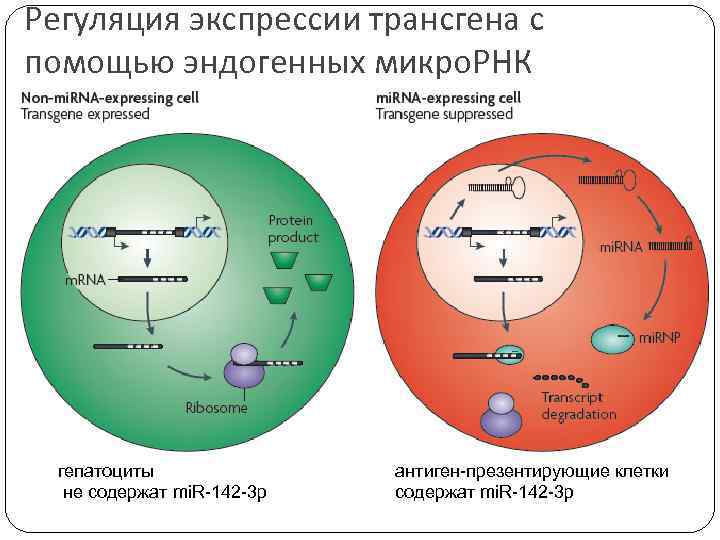 Регуляция экспрессии трансгена с помощью эндогенных микро. РНК гепатоциты не содержат mi. R-142 -3