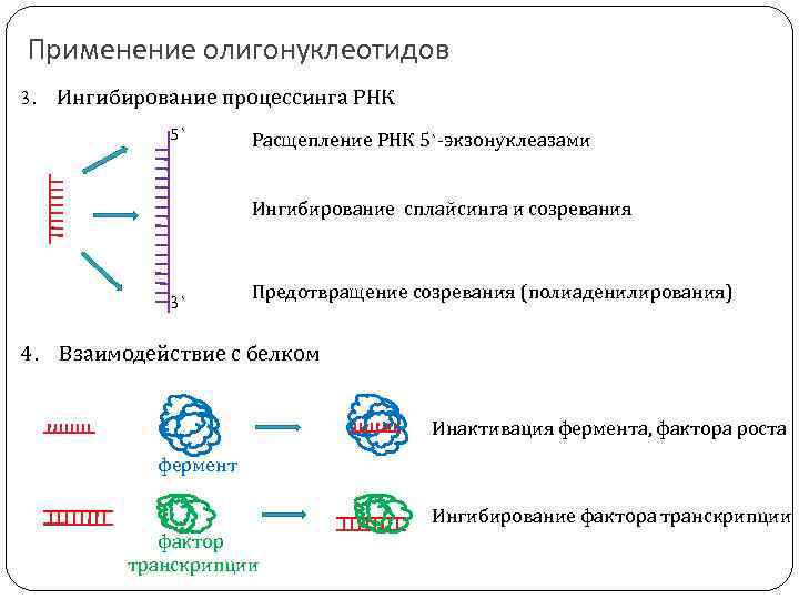 Применение олигонуклеотидов 3. Ингибирование процессинга РНК 5` Расщепление РНК 5`-экзонуклеазами Ингибирование сплайсинга и созревания