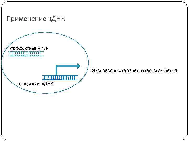 Применение к. ДНК «дефектный» ген Экспрессия «терапевтического» белка введенная к. ДНК 