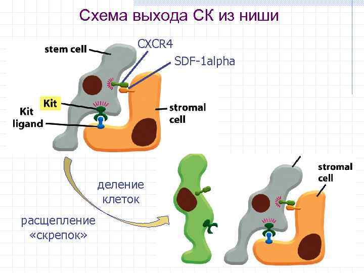 Схема выхода СК из ниши CXCR 4 SDF-1 alpha деление клеток расщепление «скрепок» 