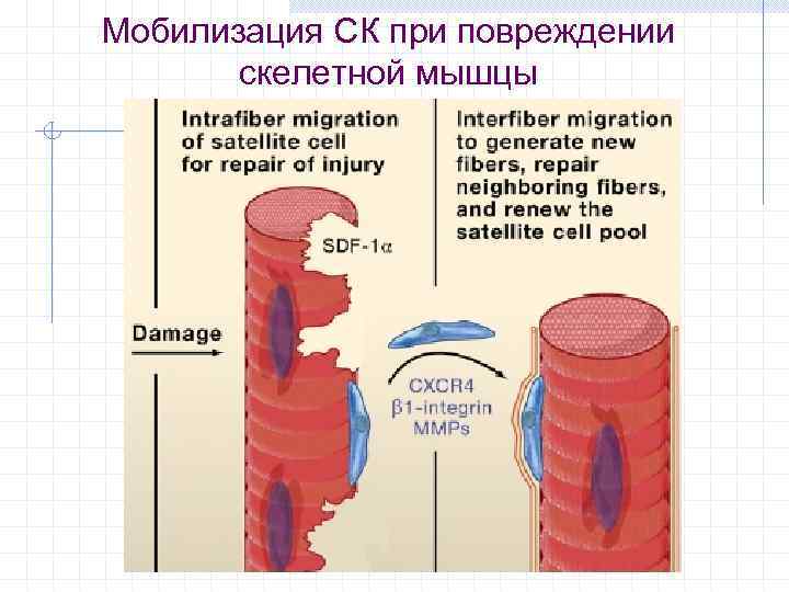 Мобилизация СК при повреждении скелетной мышцы 