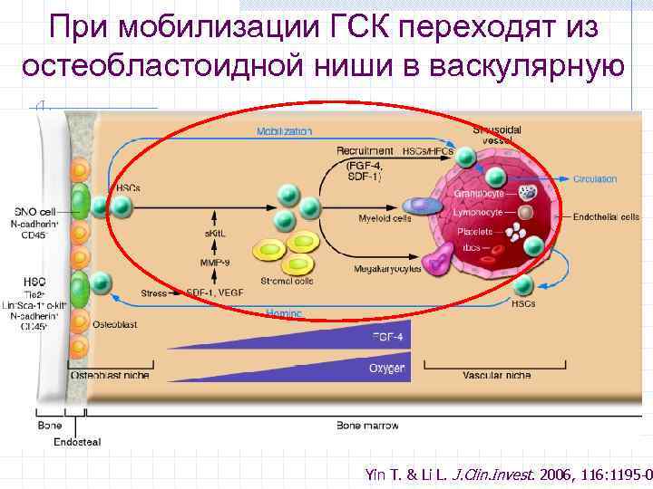 При мобилизации ГСК переходят из остеобластоидной ниши в васкулярную Yin T. & Li L.