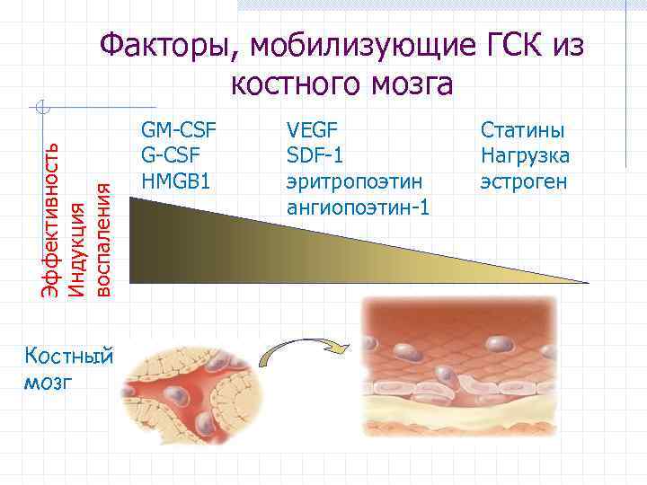 Эффективность Индукция воспаления Факторы, мобилизующие ГСК из костного мозга Костный мозг GM-CSF G-CSF HMGB