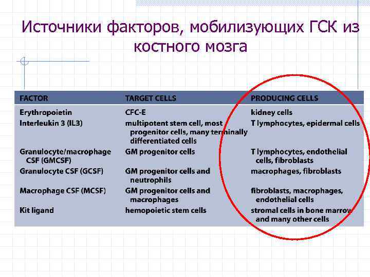 Источники факторов, мобилизующих ГСК из костного мозга 