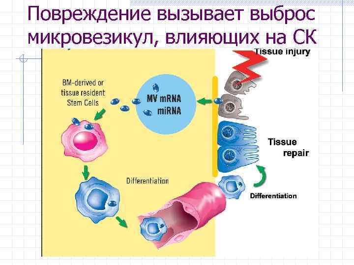 Повреждение вызывает выброс микровезикул, влияющих на СК 