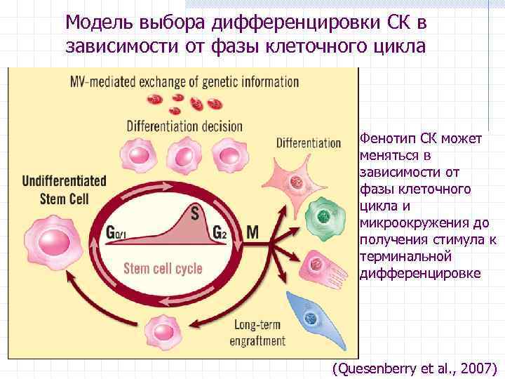 Модель выбора дифференцировки СК в зависимости от фазы клеточного цикла Фенотип СК может меняться