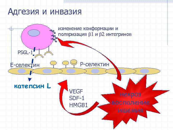 Адгезия и инвазия изменение конформации и поляризация 1 и 2 интегринов PSGL-1 Е-селектин катепсин