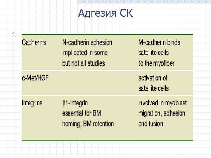 Адгезия СК 