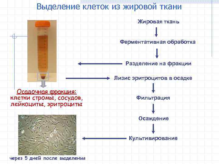 Выделение клеток из жировой ткани Жировая ткань Ферментативная обработка Разделение на фракции Лизис эритроцитов