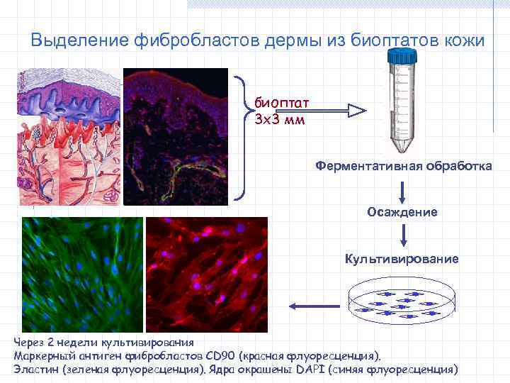 Выделение фибробластов дермы из биоптатов кожи биоптат 3 х3 мм Ферментативная обработка Осаждение Культивирование