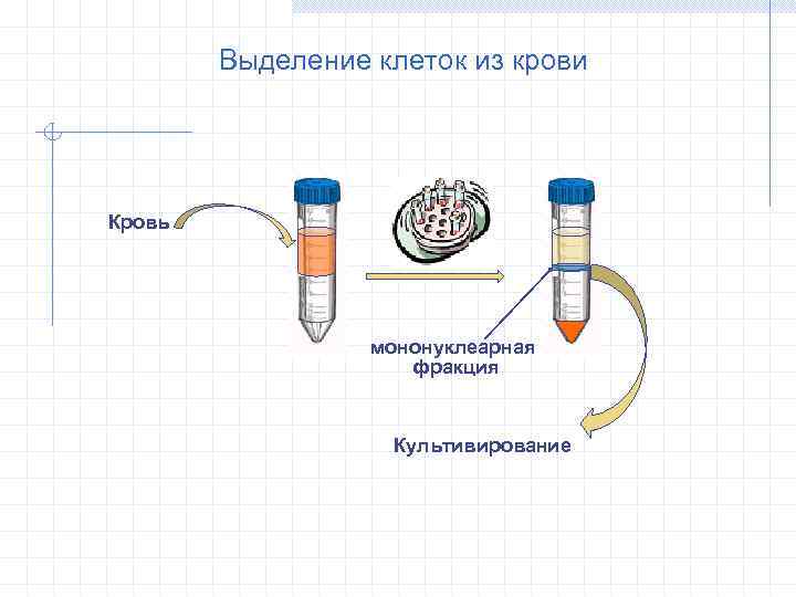 Выделение клеток из крови Кровь мононуклеарная фракция Культивирование 