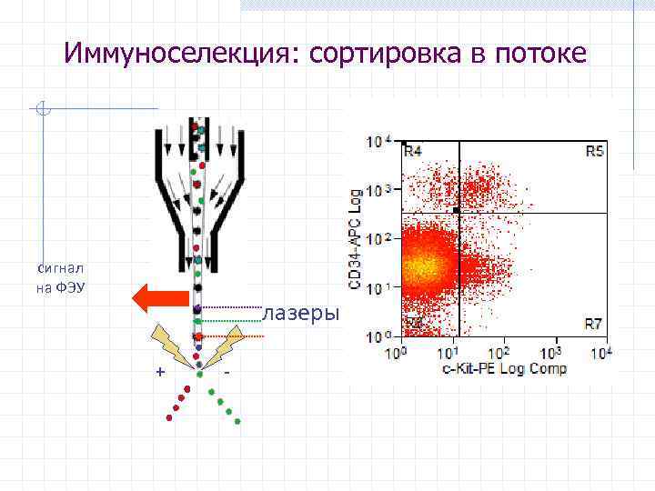 Иммуноселекция: сортировка в потоке сигнал на ФЭУ лазеры + - 