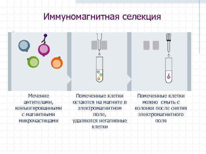 Иммуномагнитная селекция Мечение антителами, конъюгированными с магнитными микрочастицами Помеченные клетки остаются на магните в