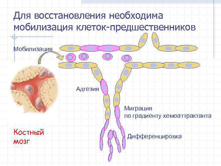 Для восстановления необходима мобилизация клеток-предшественников Мобилизация Адгезия Миграция по градиенту хемоаттрактанта Костный мозг Дифференцировка